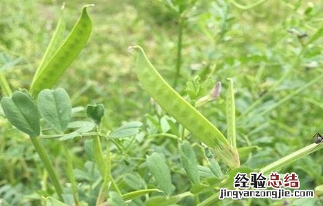 豌豆结荚期的管理 豌豆结荚期的管理要点