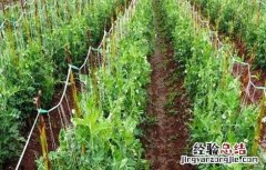 豌豆结荚期的管理 豌豆结荚期的管理要点