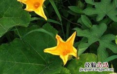 南瓜开花结果期的管理 南瓜开花结果期的管理技术