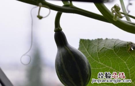 南瓜开花结果期的管理 南瓜开花结果期的管理技术