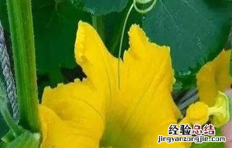 南瓜开花结果期的管理 南瓜开花结果期的管理技术