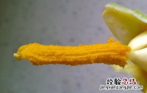 南瓜开花结果期的管理 南瓜开花结果期的管理技术