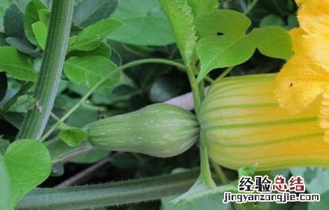 南瓜开花结果期的管理 南瓜开花结果期的管理技术