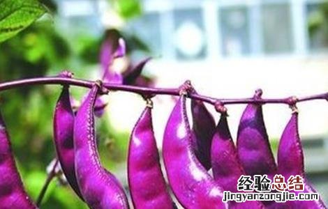 扁豆种植时间和方法 扁豆种植时间和方法图片