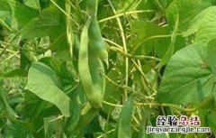扁豆种植时间和方法 扁豆种植时间和方法图片