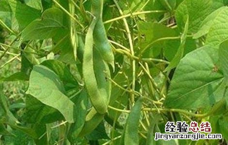 扁豆种植时间和方法 扁豆种植时间和方法图片