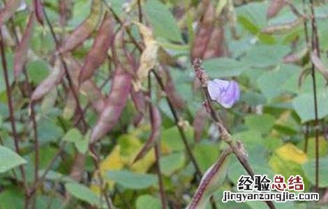扁豆种植时间和方法 扁豆种植时间和方法图片