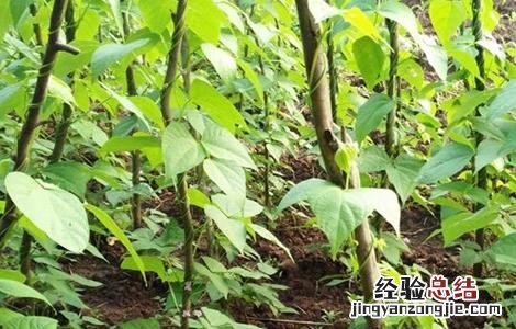 扁豆种植时间和方法 扁豆种植时间和方法图片