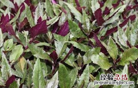 红凤菜的栽培技术和管理 红凤菜的栽培技术
