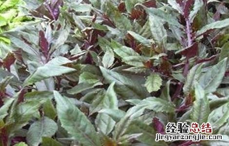 红凤菜的栽培技术和管理 红凤菜的栽培技术