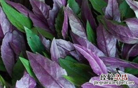 红凤菜的栽培技术和管理 红凤菜的栽培技术