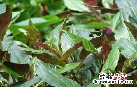 红凤菜的栽培技术和管理 红凤菜的栽培技术
