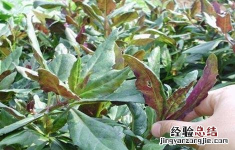 红凤菜的栽培技术和管理 红凤菜的栽培技术