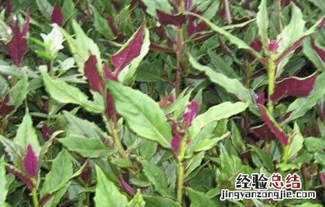 红凤菜的栽培技术和管理 红凤菜的栽培技术