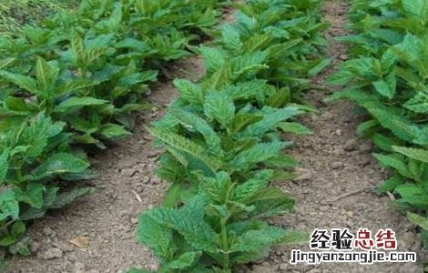 宝塔菜种植时间和方法 宝塔菜种植时间和方法图片