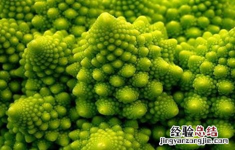 宝塔菜种植时间和方法 宝塔菜种植时间和方法图片