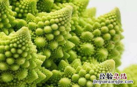 宝塔菜种植时间和方法 宝塔菜种植时间和方法图片