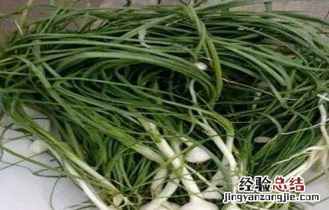 胡葱栽培技术