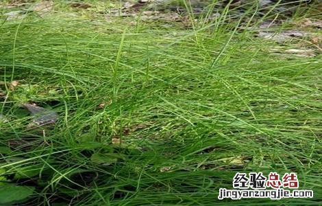 胡葱栽培技术