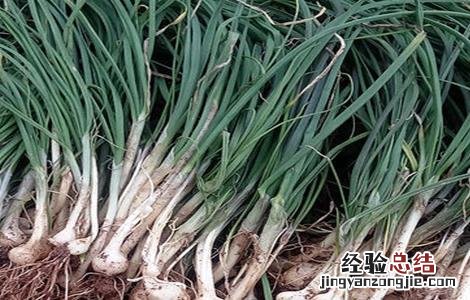 胡葱栽培技术