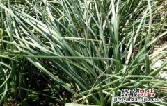胡葱栽培技术