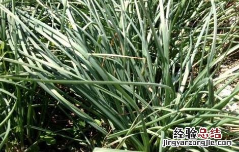 胡葱栽培技术