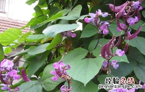 扁豆花荚期管理要点 扁豆花期施肥管理