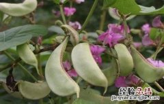扁豆花荚期管理要点 扁豆花期施肥管理