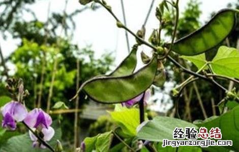 扁豆花荚期管理要点 扁豆花期施肥管理