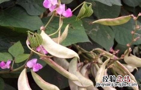 扁豆花荚期管理要点 扁豆花期施肥管理
