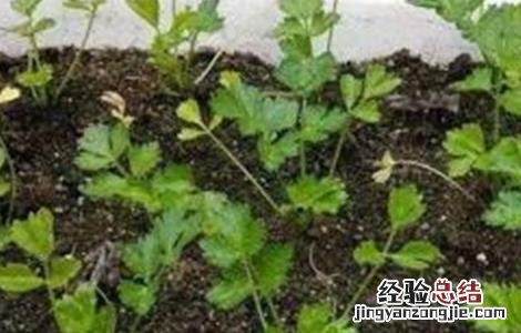 香菜施肥方法 香菜施肥方法有哪些