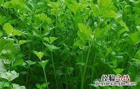 香菜施肥方法 香菜施肥方法有哪些