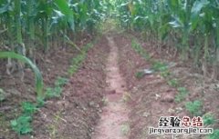 豌豆套种技术要点 豌豆套种技术