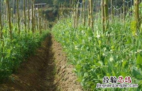 豌豆套种技术要点 豌豆套种技术