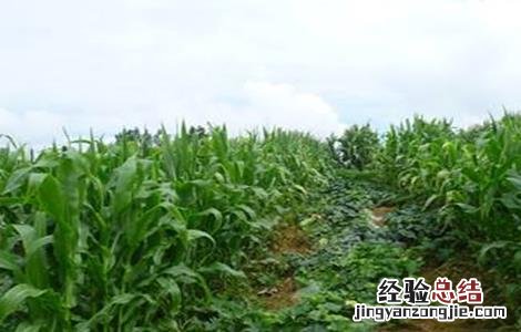 豌豆套种技术要点 豌豆套种技术