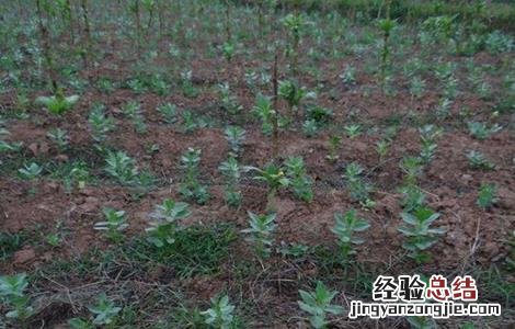 豌豆套种技术要点 豌豆套种技术