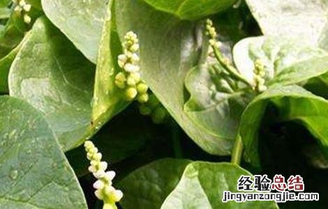 木耳菜田间管理技术 木耳菜田间管理技术要点