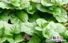 木耳菜田间管理技术 木耳菜田间管理技术要点