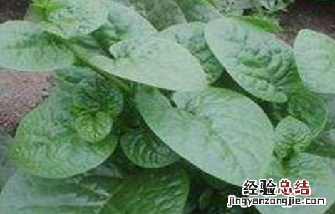 木耳菜田间管理技术 木耳菜田间管理技术要点