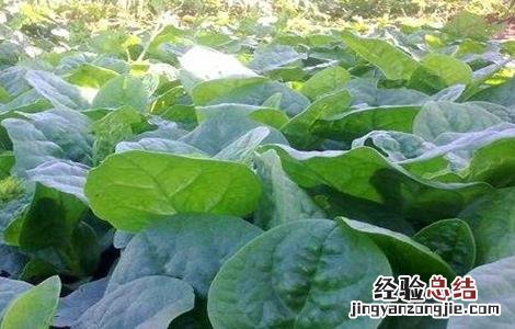 木耳菜田间管理技术 木耳菜田间管理技术要点