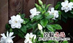春季栀子花叶子发黄是什么原因 栀子花叶子发黄是什么原因