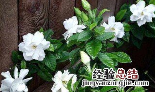 春季栀子花叶子发黄是什么原因 栀子花叶子发黄是什么原因
