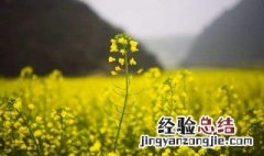 一句看油菜花的心情短句怎么写 一句看油菜花的心情
