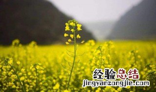 一句看油菜花的心情短句怎么写 一句看油菜花的心情