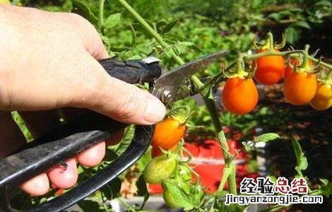 番茄修剪技术 番茄修剪技术视频教程