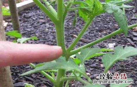 番茄修剪技术 番茄修剪技术视频教程