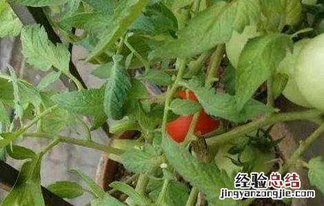 番茄修剪技术 番茄修剪技术视频教程