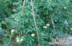 番茄修剪技术 番茄修剪技术视频教程