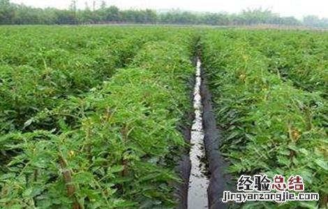番茄修剪技术 番茄修剪技术视频教程