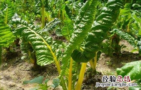 甜菜种植技术 甜菜种植技术及亩产量
